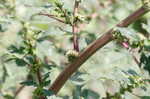 Thorny amaranth